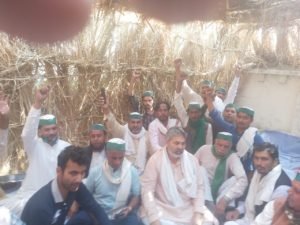 Sugarcane