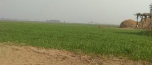 गेहूं