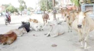 अवारा जानवर