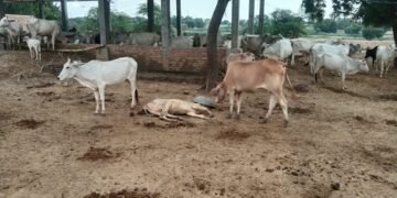 गौवंश
