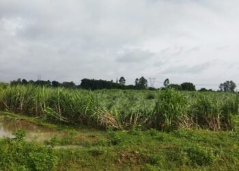 तिलहनी फसल