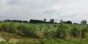 तिलहनी फसल