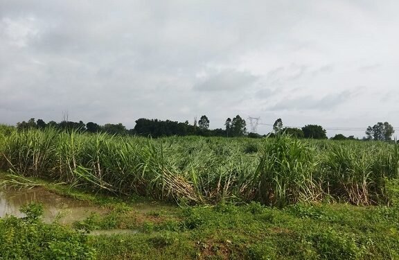 तिलहनी फसल