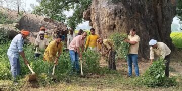 पारिजात वृक्ष