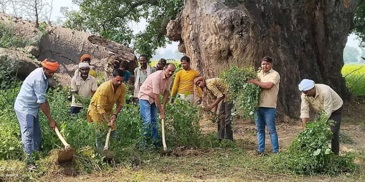 पारिजात वृक्ष
