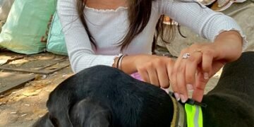 अवारा कुत्ते