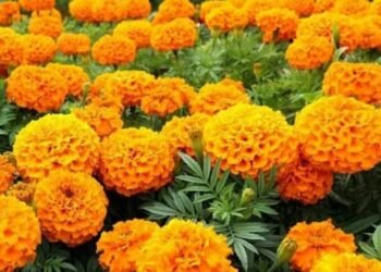 मनभावन सुहावन आया बसंत,,