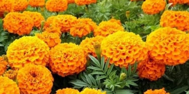 मनभावन सुहावन आया बसंत,,