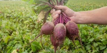 चुकंदर की खेती से किसान मालामाल, 3 महीने हुई अच्छी कमाई