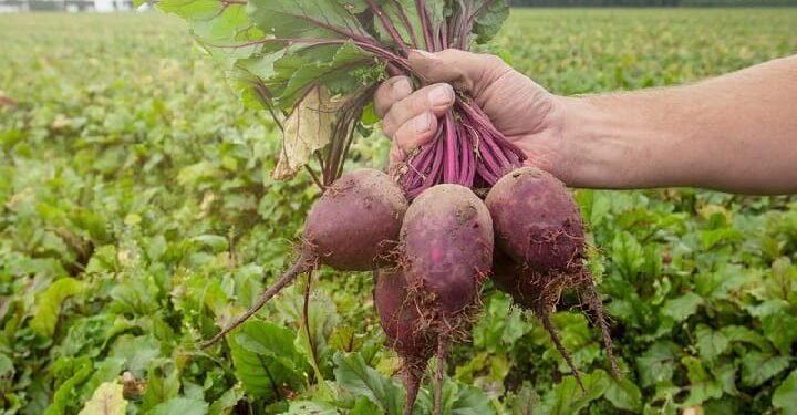 चुकंदर की खेती से किसान मालामाल, 3 महीने हुई अच्छी कमाई