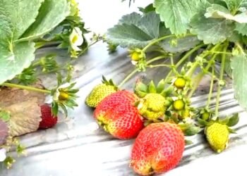 कम समय में होना है मालामाल, तो करें इसकी खेती, बंपर होगा मुनाफा