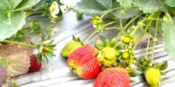 कम समय में होना है मालामाल, तो करें इसकी खेती, बंपर होगा मुनाफा