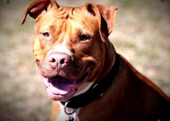 नेताजी के पिटबुल डॉग ने नोच डाला वकील का प्राइवेट पार्ट, लखनऊ में चल रहा इलाज