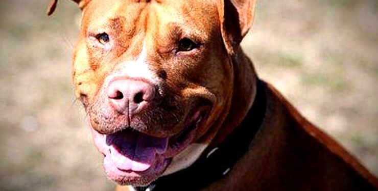 नेताजी के पिटबुल डॉग ने नोच डाला वकील का प्राइवेट पार्ट, लखनऊ में चल रहा इलाज
